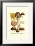 Mushrooms Ii by Johann Wilhelm Weinmann Limited Edition Print