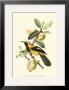 Exotic Birds Ii by Georges Cuvier Limited Edition Print