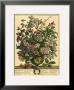 July by Robert Furber Limited Edition Print