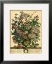 July by Robert Furber Limited Edition Pricing Art Print