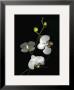 Orchid Ii by Susan Barmon Limited Edition Print
