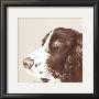 Springer Spaniel by Emily Burrowes Limited Edition Print