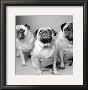Three Pugs by Amanda Jones Limited Edition Pricing Art Print