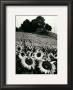 Sunflowers, Provence, France by Martine Franck Limited Edition Print