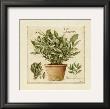 Herbes De Provence, Laurier by Laurence David Limited Edition Pricing Art Print