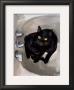 Black Cat Lookin' by Robert Mcclintock Limited Edition Pricing Art Print