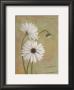 Daisies by Pamela Desgrosellier Limited Edition Print
