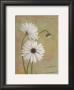 Daisies by Pamela Desgrosellier Limited Edition Pricing Art Print