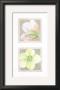 Helebores Ii by Laurence David Limited Edition Pricing Art Print