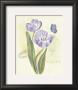 Claireâ€™S Garden Tulip by Elissa Della-Piana Limited Edition Print