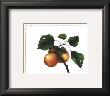 Goldmine Nectarine by Morgan Kari Limited Edition Print