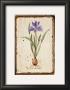 Iris Reticulata by Lisa Canney Chesaux Limited Edition Print