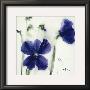 Pansies Iii by Marthe Limited Edition Pricing Art Print