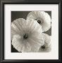 Poppy Study Iv by Sondra Wampler Limited Edition Pricing Art Print