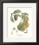 Pears, Frangipane by Francois Langlois Limited Edition Print