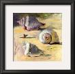 Shells I by Dale Payson Limited Edition Pricing Art Print