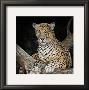 Leopard by Ruane Manning Limited Edition Pricing Art Print