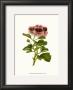 Pink Geranium Ii by Van Houtt Limited Edition Pricing Art Print