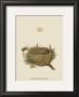 Antique Nest And Egg Ii by Reverend Francis O. Morris Limited Edition Print
