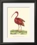 Red Ibis by Frederick P. Nodder Limited Edition Print