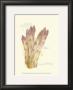 Argenteuil Asparagus by Elissa Della-Piana Limited Edition Print