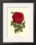 Magnificent Rose Ii by Ludwig Van Houtte Limited Edition Pricing Art Print