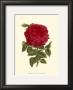 Magnificent Rose Ii by Ludwig Van Houtte Limited Edition Print