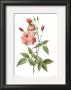 Rosa Indica Vulgaris by Pierre-Joseph Redoute Limited Edition Print