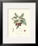 Cherries by Pierre-Antoine Poiteau Limited Edition Print