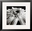 Gerbera by Darlene Shiels Limited Edition Pricing Art Print