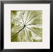 Autumn Leaf Ii by Steven Mitchell Limited Edition Print