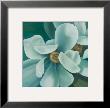 Twin Magnolia by Vivien Rhyan Limited Edition Pricing Art Print