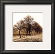Row Of Trees by Harold Silverman Limited Edition Print