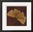 Color Me Ginko Brown I by Albert Koetsier Limited Edition Print