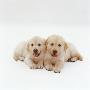Two Golden Retriever Puppies. 6 Weeks Old, Lying Side By Side by Jane Burton Limited Edition Print