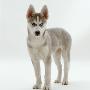 Siberian Husky Bitch, 9 Weeks Old, Standing Portrait by Jane Burton Limited Edition Print