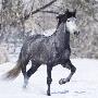 Grey Andalusian Stallion Running In Snow, Berthoud, Colorado, Usa by Carol Walker Limited Edition Print