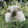 Himalayan Guinea Pig, Male by Jane Burton Limited Edition Print