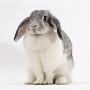 Female Silver And White French Lop-Eared Rabbit by Jane Burton Limited Edition Print