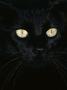 Black Domestic Cat, Eyes With Pupils Closed In Bright Light by Jane Burton Limited Edition Print