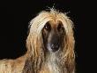 Afghan Hound Dog by Steimer Limited Edition Pricing Art Print