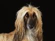 Afghan Hound Dog by Steimer Limited Edition Print