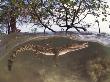 Juvenile Saltwater Crocodile, Amongst Mangroves, Sulawesi, Indonesia by Jurgen Freund Limited Edition Print