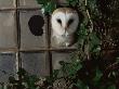 Barn Owl, Peering Out Of Broken Window, Uk by Jane Burton Limited Edition Print