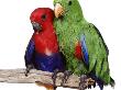 Young Eclectus Parrots, Female Left, Male Right, 12-Wks-Old by Jane Burton Limited Edition Print