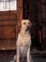 Yellow Labrador Retriever Sitting In Front Of A Door by Adriano Bacchella Limited Edition Print