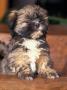 Lhasa Apso Puppy Portrait by Adriano Bacchella Limited Edition Print