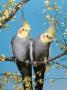 Two Cockatiels, Males (Nymphicus Hollandicus) Australia by Reinhard Limited Edition Print