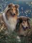Two Shetland Sheepdogs Panting by Adriano Bacchella Limited Edition Print