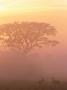 Two Male Impala At Dawn, Okavango Delta, Botswana by Pete Oxford Limited Edition Print